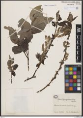 Foto von Salix buergeriana Miq.